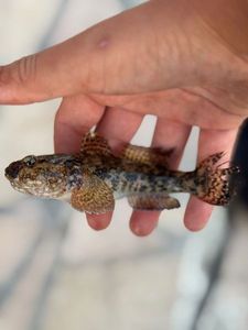 Giant Goby