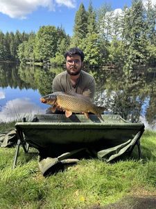 Common Carp