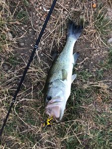Largemouth Bass
