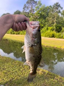 Largemouth Bass