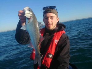 European Bass (Seabass)