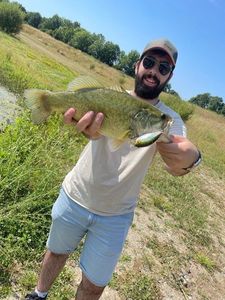 Largemouth Bass