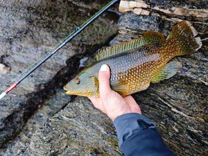 Ballan Wrasse