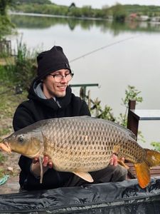 Common Carp