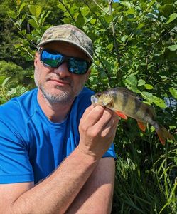 European Perch