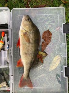 European Perch