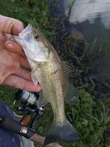 Largemouth Bass