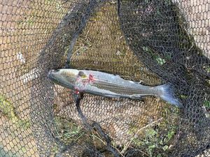 Thinlip grey mullet