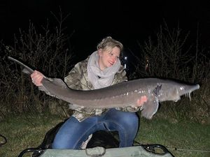 Sturgeon