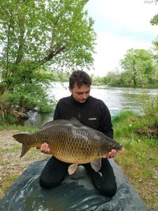 Common Carp