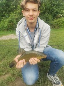 Tench