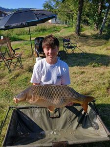 Common Carp