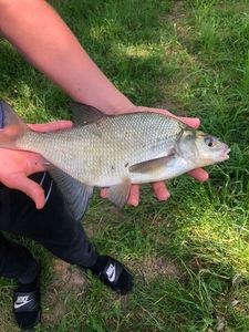 Common Bream