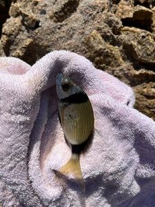 Common Two-banded Seabream