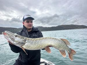 Chain Pickerel