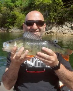 European Perch