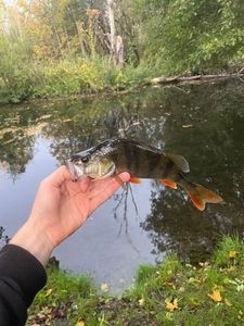 European Perch
