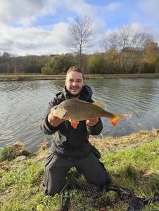 European Perch