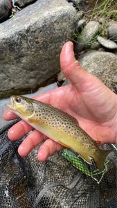 Brown Trout