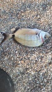 Saddled Seabream