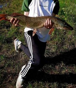 Northern Pike