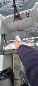 Rainbow Trout