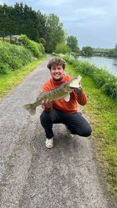 Zander