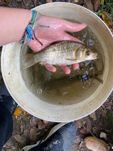 Crucian Carp