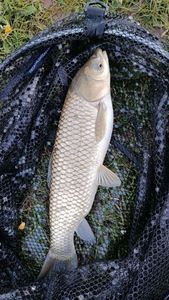 Grass Carp