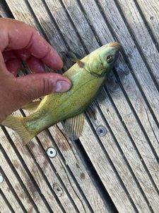 Tench