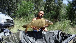 Common Carp