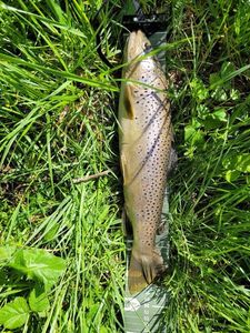 Brown Trout