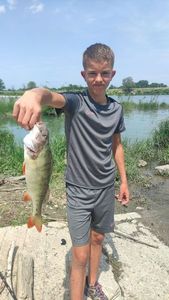 European Perch