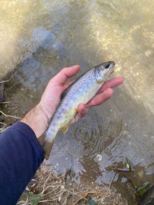 Brown Trout