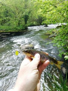 Brown Trout