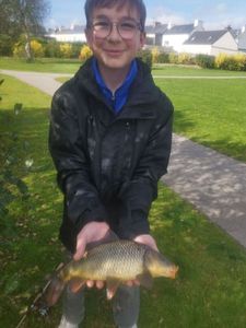 Common Carp