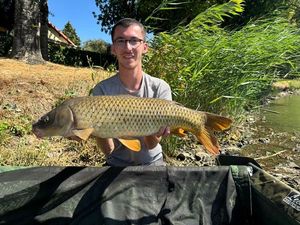 Common Carp