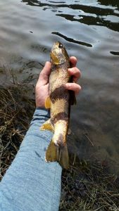 Brown Trout