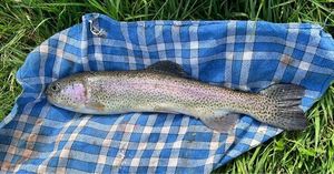 Rainbow Trout