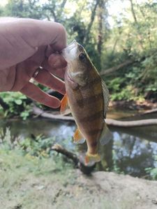 European Perch