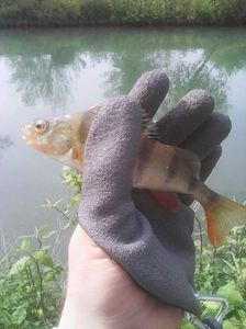 European Perch