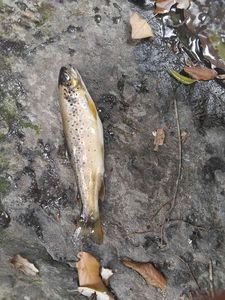 Brown Trout