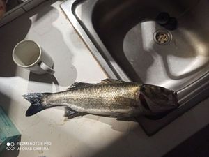 European Bass (Seabass)