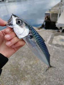Mackerel