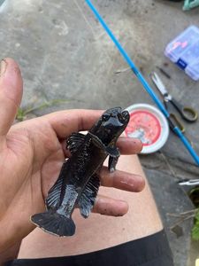 Black Goby