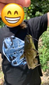 Black Bullhead