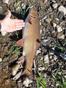 Barbel