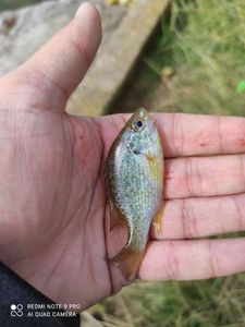 Green Sunfish