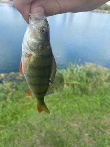 European Perch