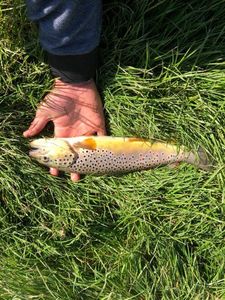 Brown Trout